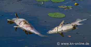 Fischsterben in der Oder: Erneut tote Fische entdeckt – droht eine Umweltkatastrophe wie 2022?