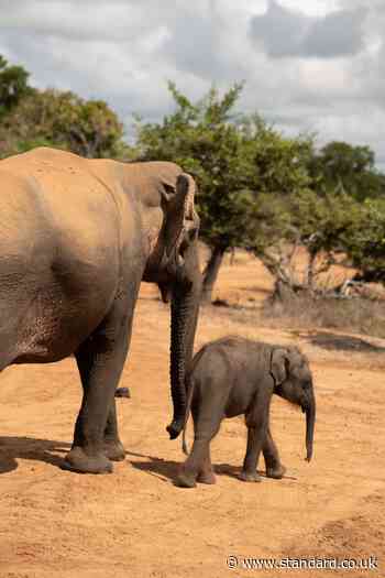 Elephants have names for each other, new scientific study finds
