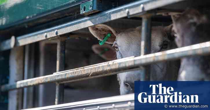 Australian live sheep export ban could set a ‘concerning precedent’, industry warns