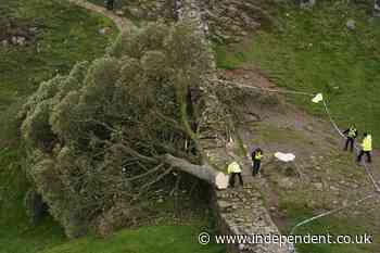 Sycamore Gap tree - latest: Two men appear in crown court charged with felling famous tree
