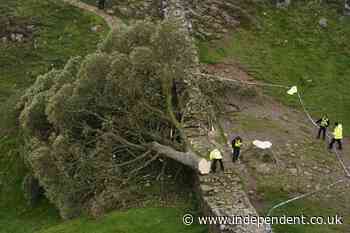 Sycamore Gap tree - latest: Second man denies causing £620,000 worth of damage to beauty spot