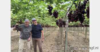 Drie nieuwe pitloze druivenrassen op Sicilië