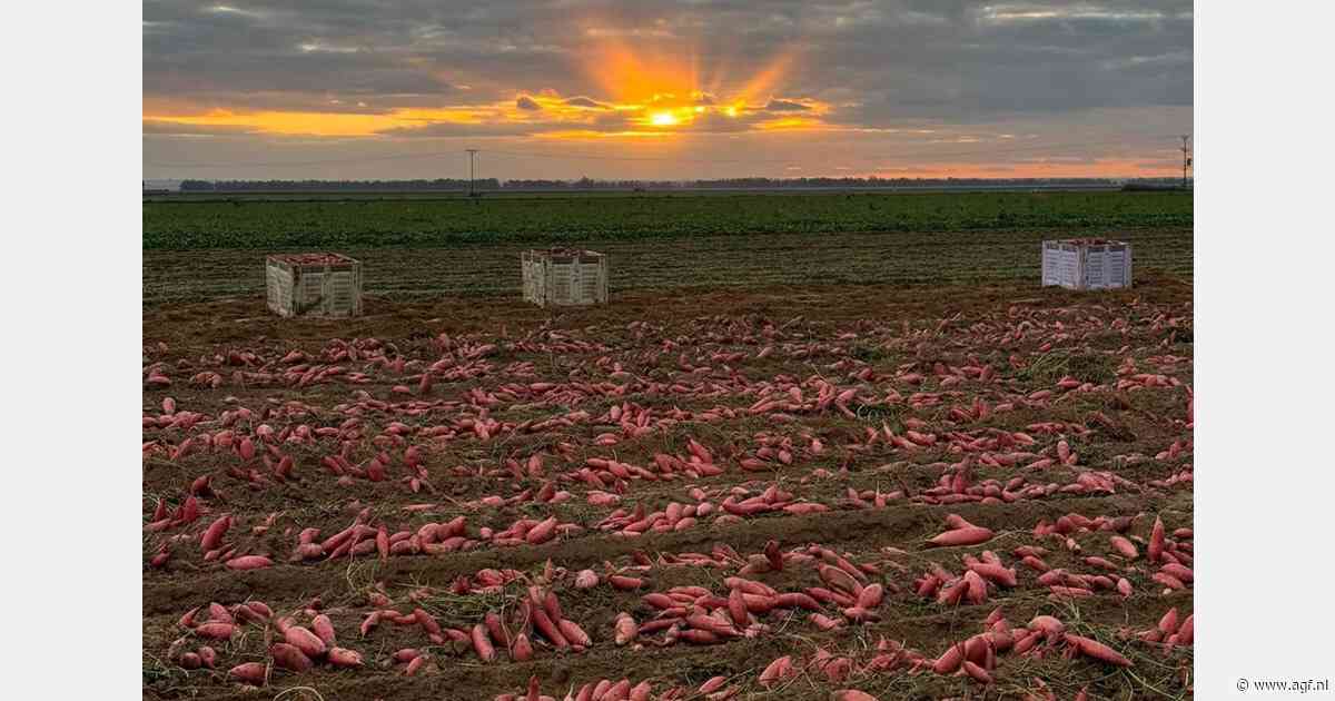 Zoete aardappelen blijven op Israëlische markt