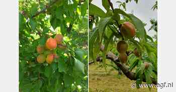 "Regen bemoeilijkt oogst Grieks biologisch steenfruit"