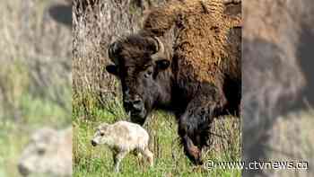 Reported birth of rare white buffalo calf in Yellowstone park fulfils Lakota prophecy