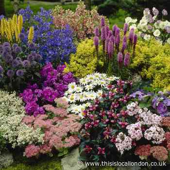 Lucky dip perennials and save £7 with You Garden deal