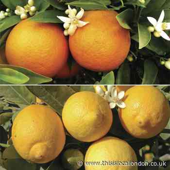 Grow lemons and oranges in your garden with You Garden