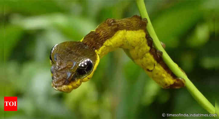 Watch: There is a caterpillar that turns into a snake