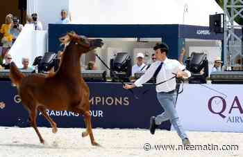 "Global Champions Arabians Tour": les plus beaux chevaux arabes font escale à Cannes