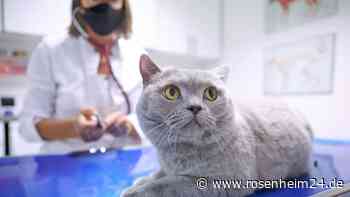 OP endet im Chaos: Katze setzt sich zur Wehr – Arzthelferin betäubt