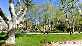 Esquilino, potature d’urgenza sui platani di piazza Vittorio: a rischio un albero monumentale