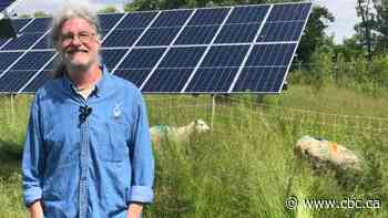 Sheep used as lamb-scapers at Conestoga College's solar panel site