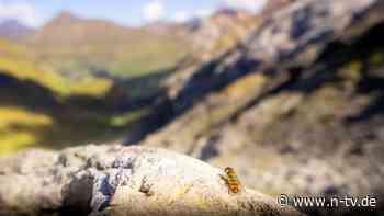 "Großes Wunder der Natur": Millionen Insekten gehen auf Extremwanderung