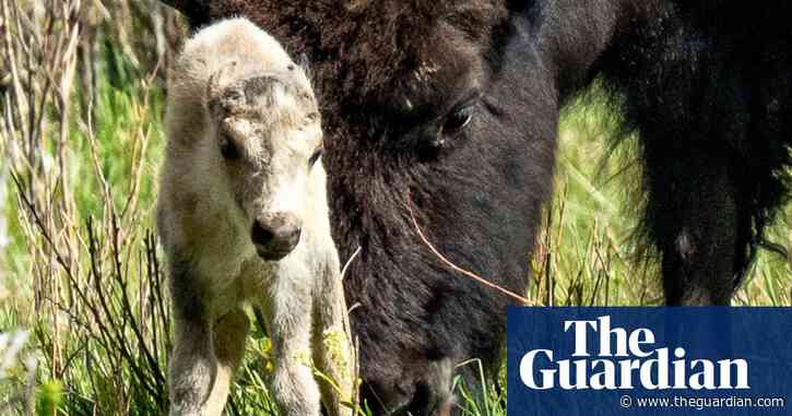 Rare white buffalo born at Yellowstone prompts Lakota Sioux celebration