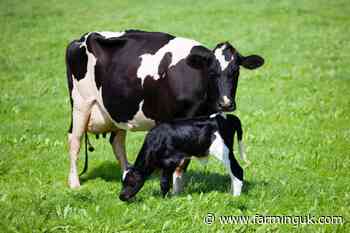 GB organic milk production plummets by nearly 10 percent