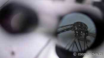 Aumentan en Europa casos de dengue y de infecciones por virus del Nilo