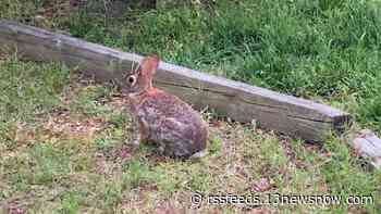Another bunny boom in Hampton Roads this year?