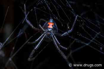 Scientists Find Possible Antidote to Black Widow Spider Bite