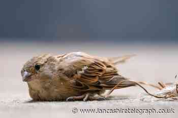 Who do you call for injured birds in UK? What to do with one