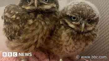 Little owl pair set to join flying display team