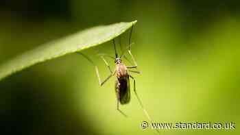 What is dengue fever? Cases rise across Europe due to spread of tiger mosquitoes