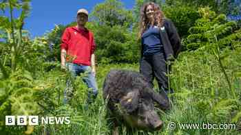 Hungarian hogs used to save butterfly habitat