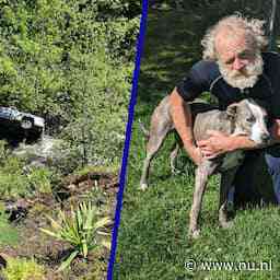 Amerikaanse hond redt leven van in ravijn gestort baasje door alarm te slaan