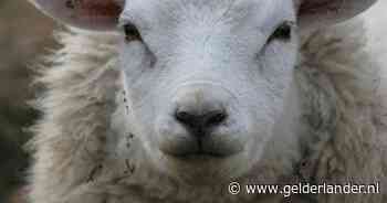 ‘Kudde schapen op het spoor’ zorgt voor ellende tijdens avondspits tussen Geldermalsen en Den Bosch