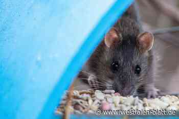 Anwohner ärgern sich über Ratten in Bünde - was die Stadt unternimmt