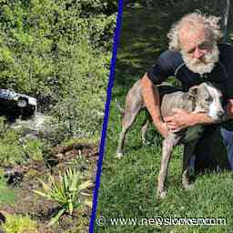 Amerikaanse hond redt leven van in ravijn gestort baasje door alarm te slaan