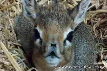 Colchester Zoo welcomes adorable new dik-dik arrival