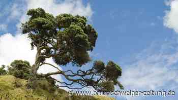 Baum in Neuseeland verblüfft durch Ähnlichkeit mit „Ents“