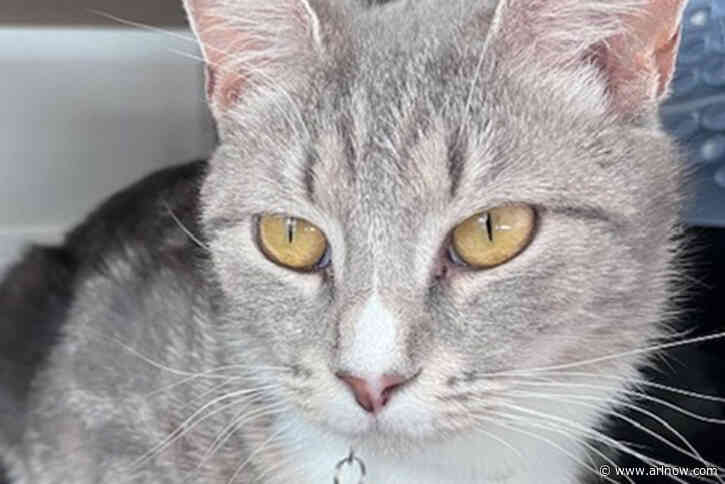 Adoptable Pet of the Week: Boots