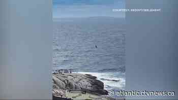 Video captures whale breaching off Peggy's Cove, N.S.