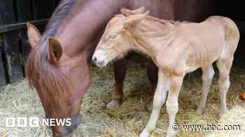 Rare foal born on estate for first time in 100 years