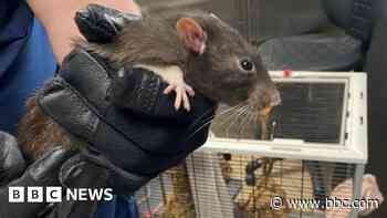 Woman kept more than 100 rats in squalor in home