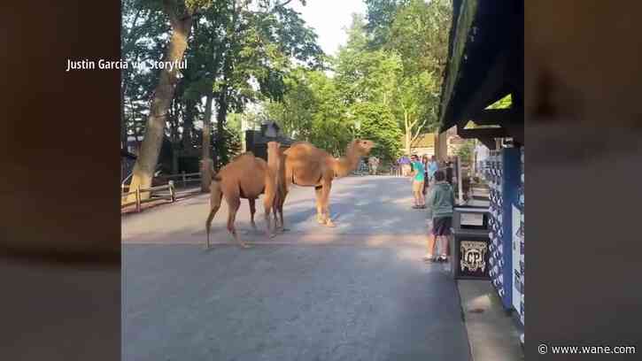 LOOK: Two camels trot around Cedar Point