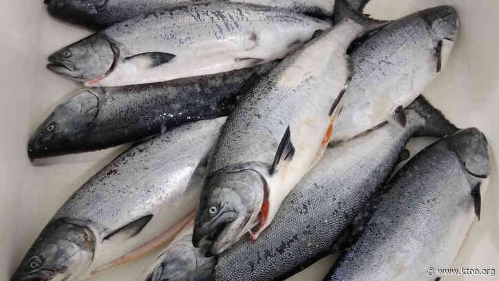 A petition to put king salmon on the endangered species list is raising alarm across Alaska
