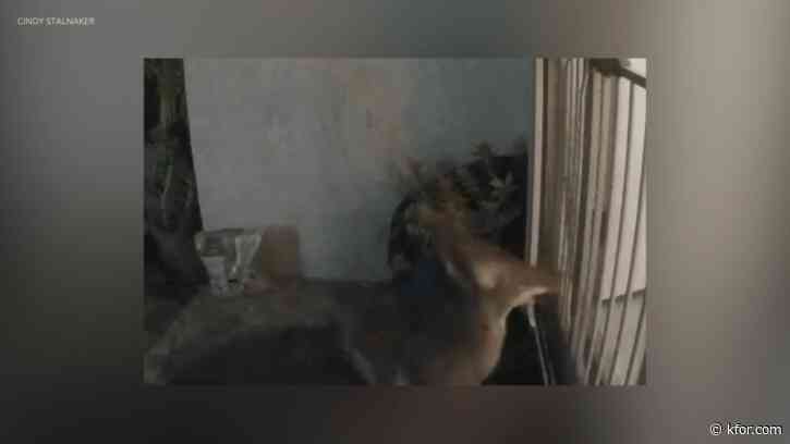 Watch: Coyote tries to enter California home, attack cat