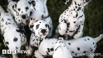 Study to explore how dogs' spots link to diseases