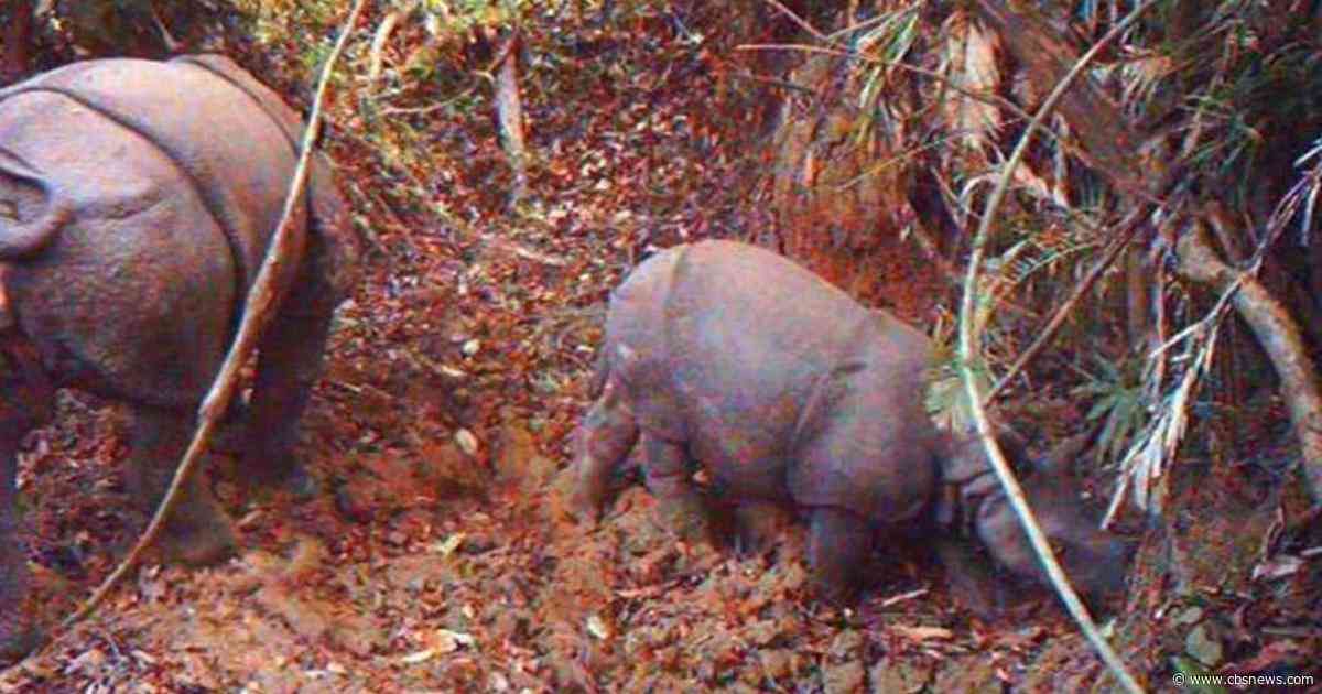 6 suspected poachers arrested over killing of 26 endangered Javan rhinos
