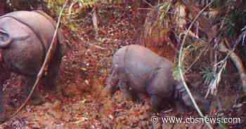 6 suspected poachers arrested over killing of 26 endangered Javan rhinos