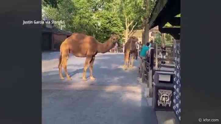 Video shows camels run loose at Ohio amusement park: 'Everyone's jumping in the pens'