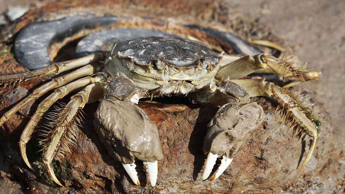 Invasive 'furry' clawed Chinese crabs that terrorize fisherman are taking over New York