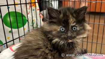 Adorable tortoiseshell kitten with abnormal sexual characteristic dropped off at animal shelter