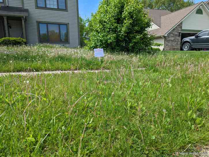 Tall grass, weed complaints in Fort Wayne down 20% after record high last year