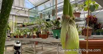 Stinky corpse flower set to bloom at Gustavus Adolphus College