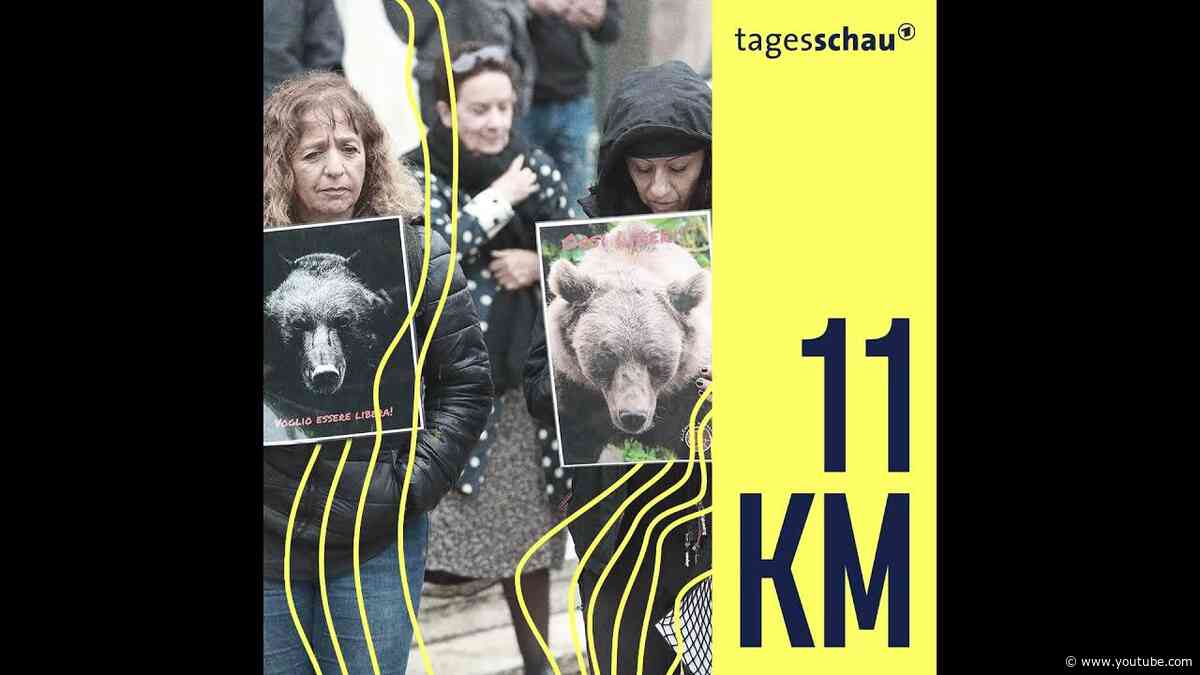 Bis einer stirbt: Von Bären und Menschen | 11KM - der tagesschau-Podcast