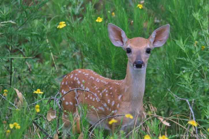 Deer may fight off-leash dogs during fawn season