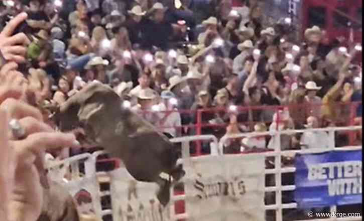 'Party Bus' the bull banned from competing after jumping into Oregon crowd